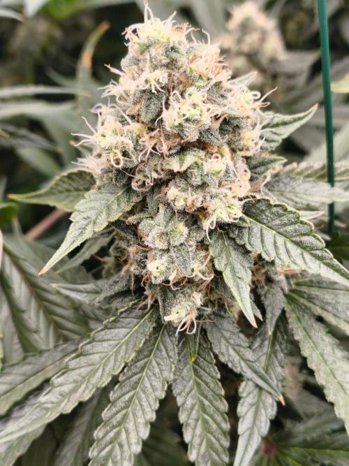 Milky Dreams. Week 11