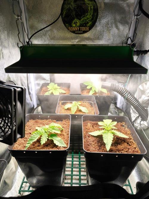 Blue Applez. Week 1