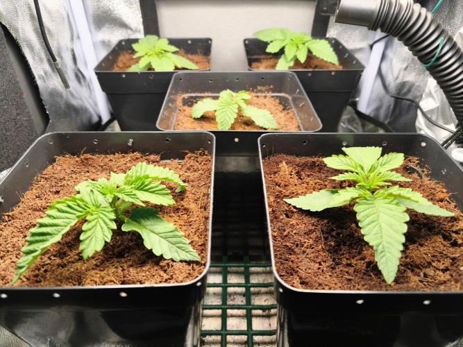 Blue Applez. Week 1
