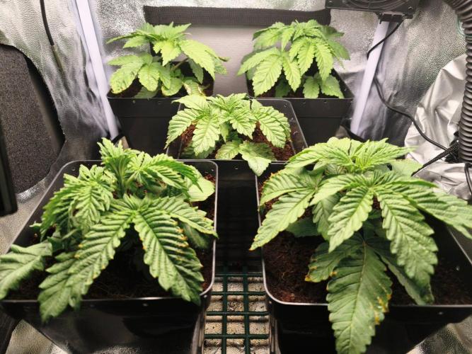 Blue Applez. Week 2