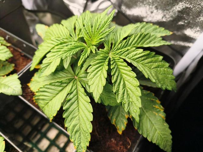 Blue Applez. Week 2