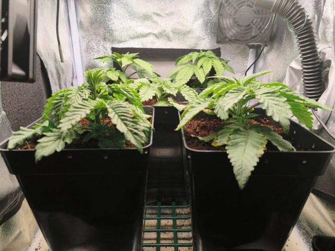 Blue Applez. Week 2