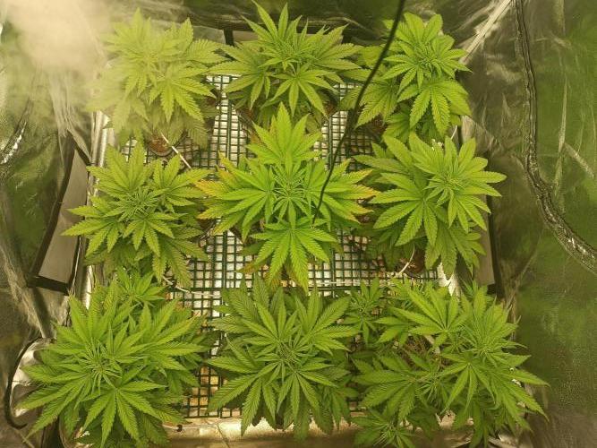 Second Grow. Week 5
