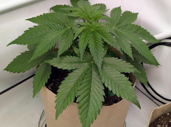 Ayahuasca purple/purple punch/purple urk. Week 4 - Purple urkle looking good. 