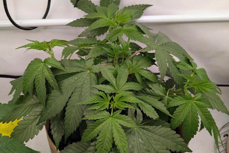 Ayahuasca purple/purple punch/purple urk. Week 4 - Ayahuasca purple looking good. Was topped a couple of days ago. 