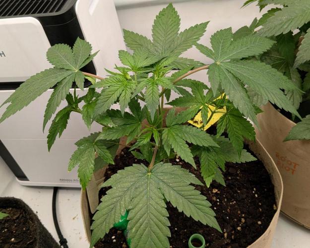 Ayahuasca purple/purple punch/purple urk. Week 4 - Ayahuasca purple looking good. Was topped a couple of days ago. 
