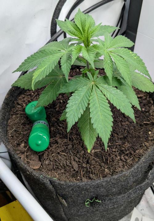 Ayahuasca purple/purple punch/purple urk. Week 4 - The last ayahuasca purple was repotted a few days ago.
