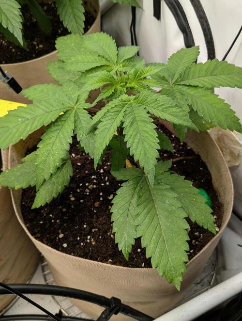 Ayahuasca purple/purple punch/purple urk. Week 4 - The Purple Punch plant is struggling a bit in the peat-free soil.
