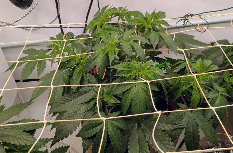 Ayahuasca purple/purple punch/purple urk. Week 5