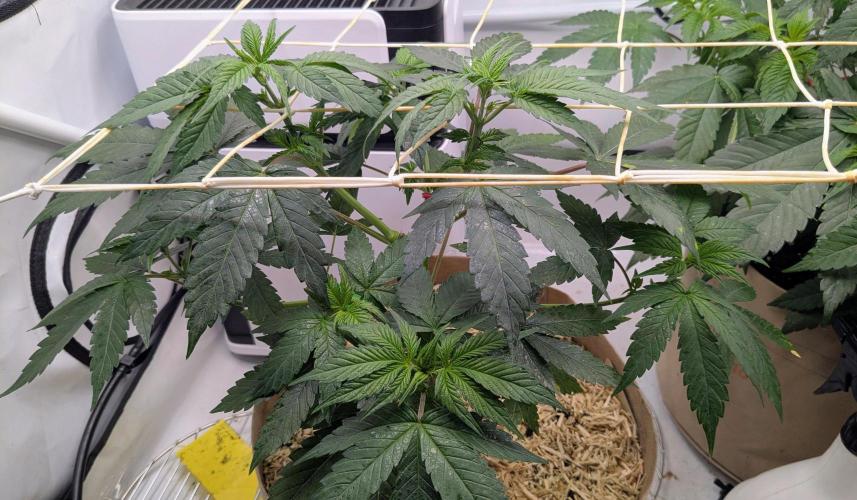 Ayahuasca purple/purple punch/purple urk. Week 5