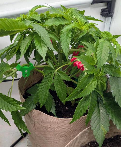 Ayahuasca purple/purple punch/purple urk. Week 5