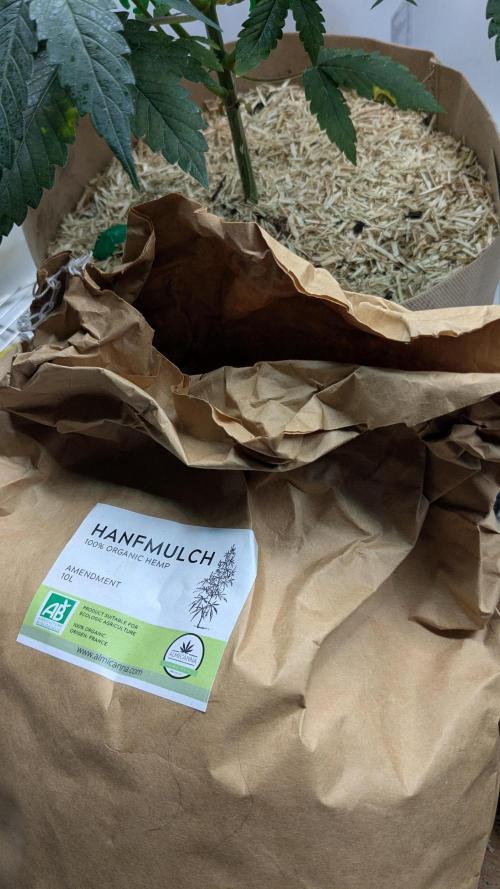 Ayahuasca purple/purple punch/purple urk. Week 5