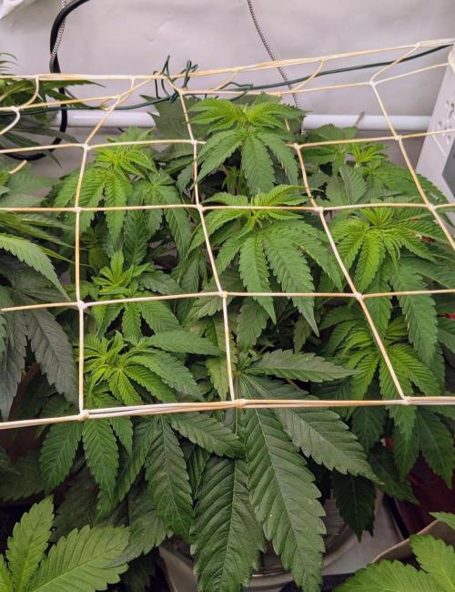 Ayahuasca purple/purple urkle/spacecooki. Week 6