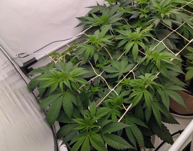 Ayahuasca purple/purple urkle/spacecooki. Week 6