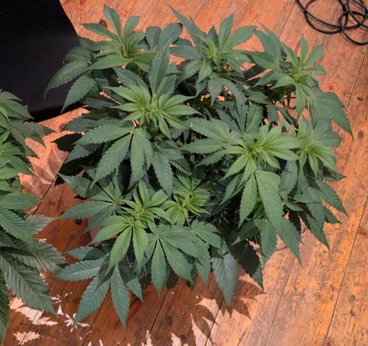 Ayahuasca purple/purple urkle/spacecooki. Week 6