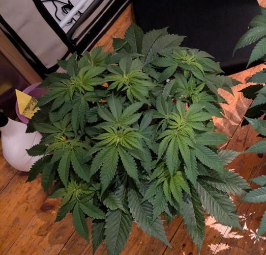 Ayahuasca purple/purple urkle/spacecooki. Week 6