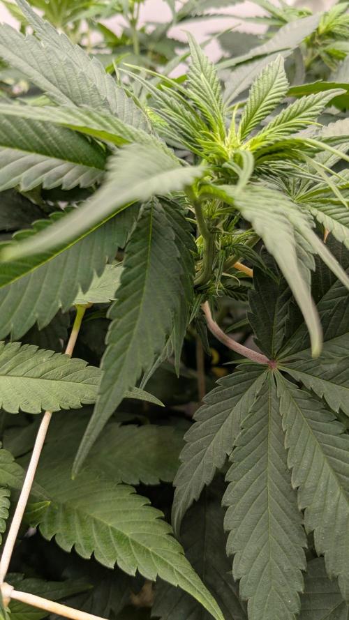 Ayahuasca purple/purple urkle/spacecooki. Week 8