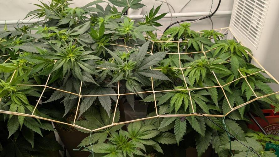 Ayahuasca purple/purple urkle/spacecooki. Week 8