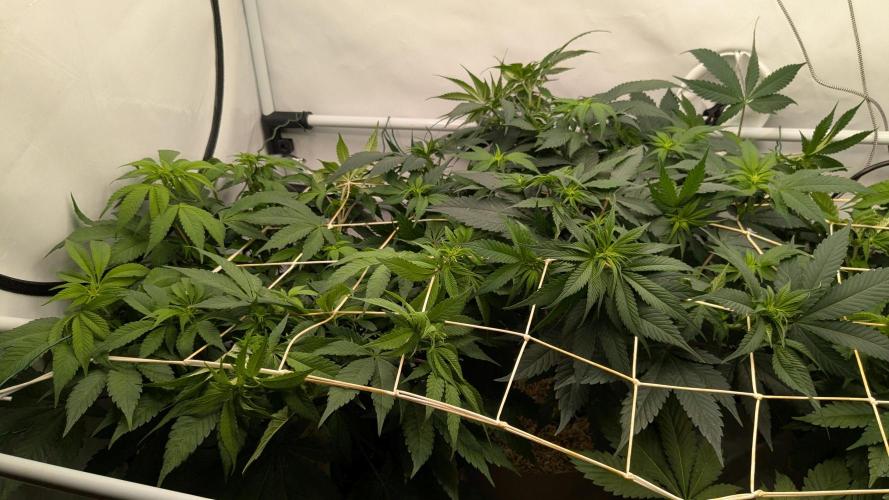 Ayahuasca purple/purple urkle/spacecooki. Week 8