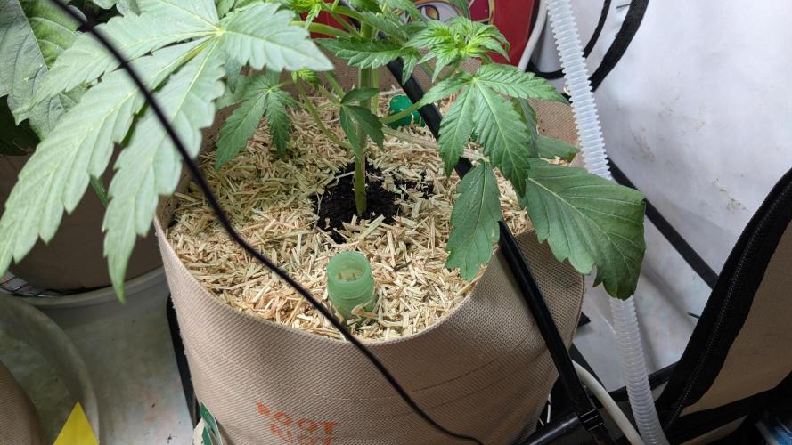 Ayahuasca purple/purple urkle/spacecooki. Week 8