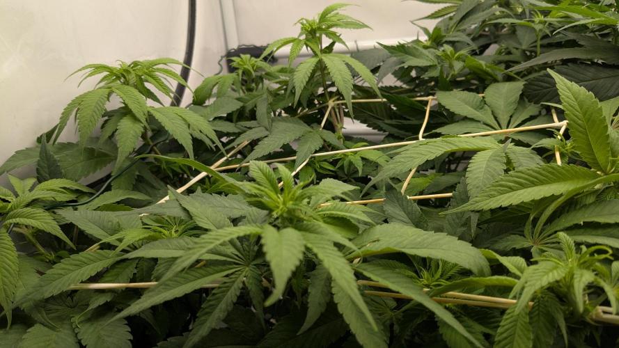 Ayahuasca purple/purple urkle/spacecooki. Week 8