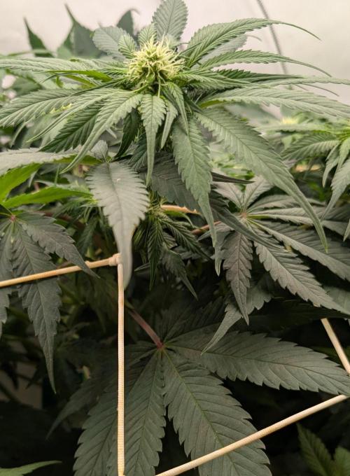 Ayahuasca purple/purple urkle/spacecooki. Week 9