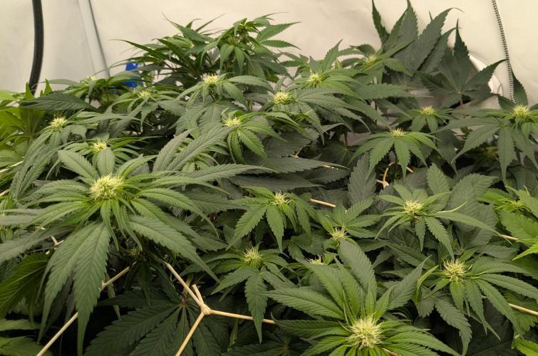 Ayahuasca purple/purple urkle/spacecooki. Week 9