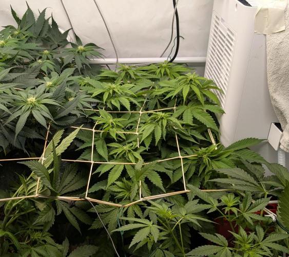 Ayahuasca purple/purple urkle/spacecooki. Week 9