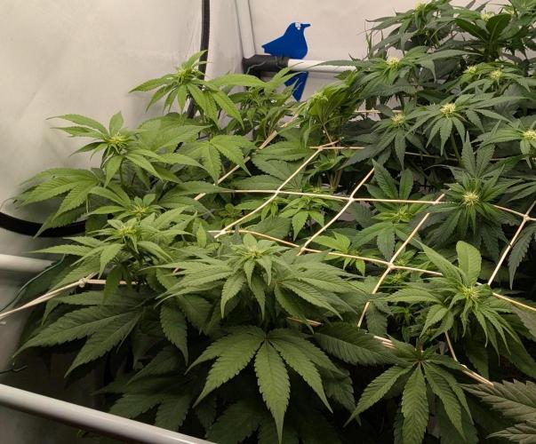 Ayahuasca purple/purple urkle/spacecooki. Week 9