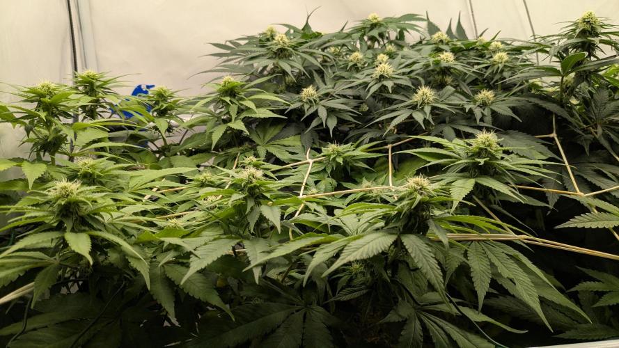 Ayahuasca purple/purple urkle/spacecooki. Week 10