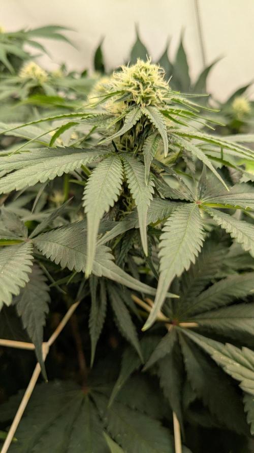 Ayahuasca purple/purple urkle/spacecooki. Week 10