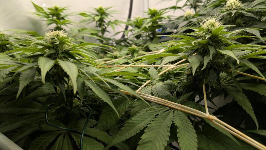 Ayahuasca purple/purple urkle/spacecooki. Week 10