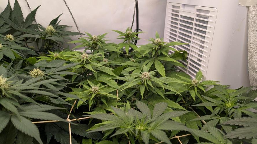 Ayahuasca purple/purple urkle/spacecooki. Week 10