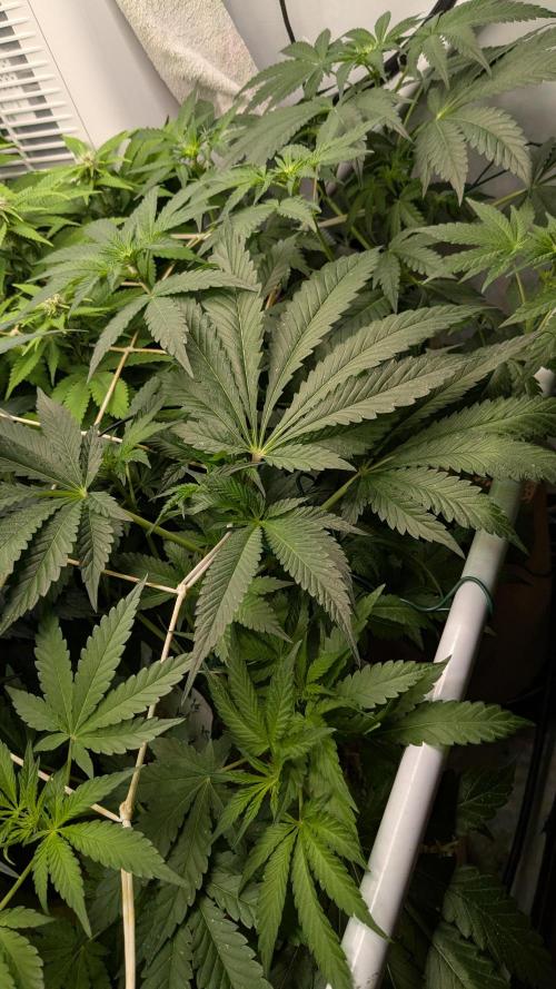 Ayahuasca purple/purple urkle/spacecooki. Week 10