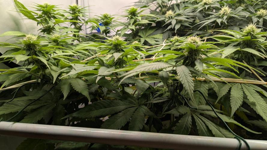 Ayahuasca purple/purple urkle/spacecooki. Week 10