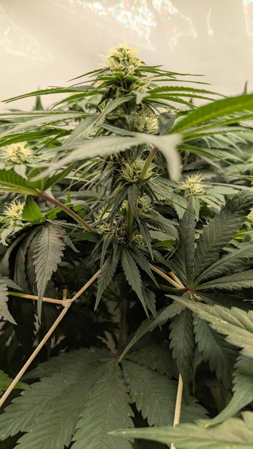 Ayahuasca purple/purple urkle/spacecooki. Week 10