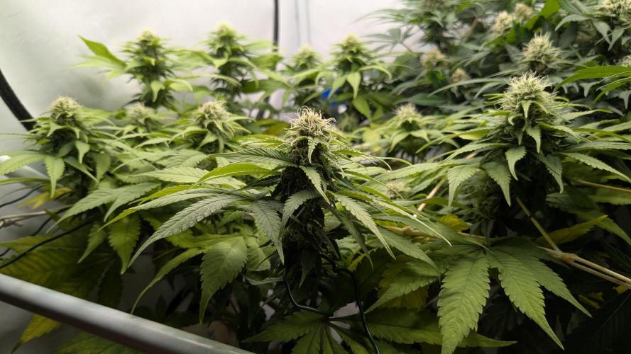 Ayahuasca purple/purple urkle/spacecooki. Week 11