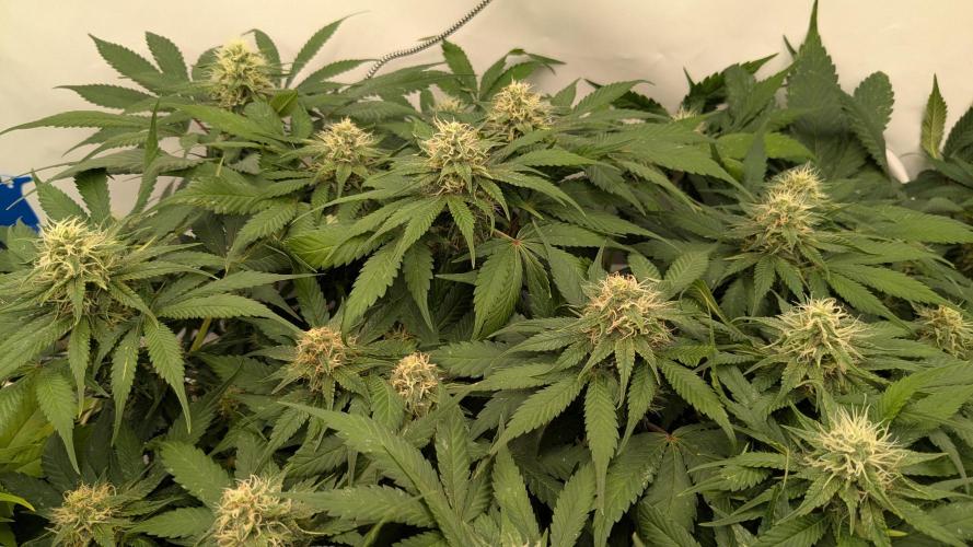 Ayahuasca purple/purple urkle/spacecooki. Week 11