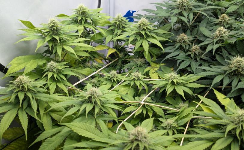 Ayahuasca purple/purple urkle/spacecooki. Week 11