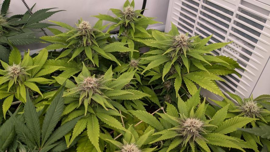 Ayahuasca purple/purple urkle/spacecooki. Week 11