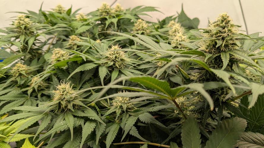 Ayahuasca purple/purple urkle/spacecooki. Week 11