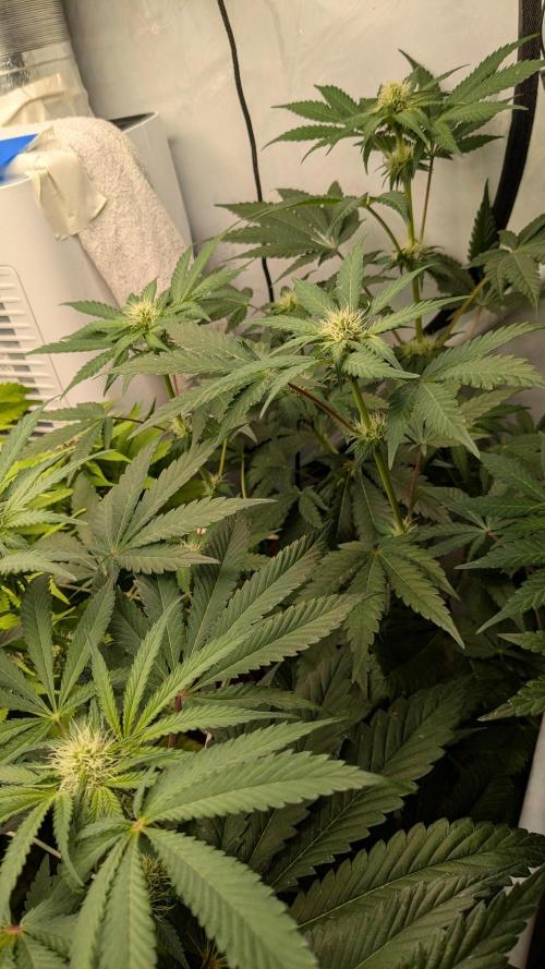 Ayahuasca purple/purple urkle/spacecooki. Week 11