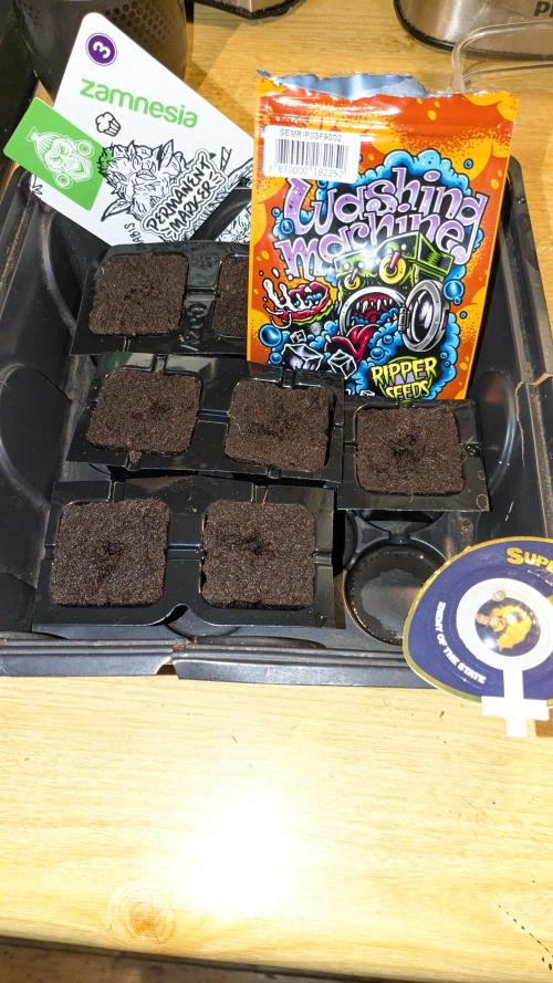 washingmachine/enemyofthestate/permanent. Week 0