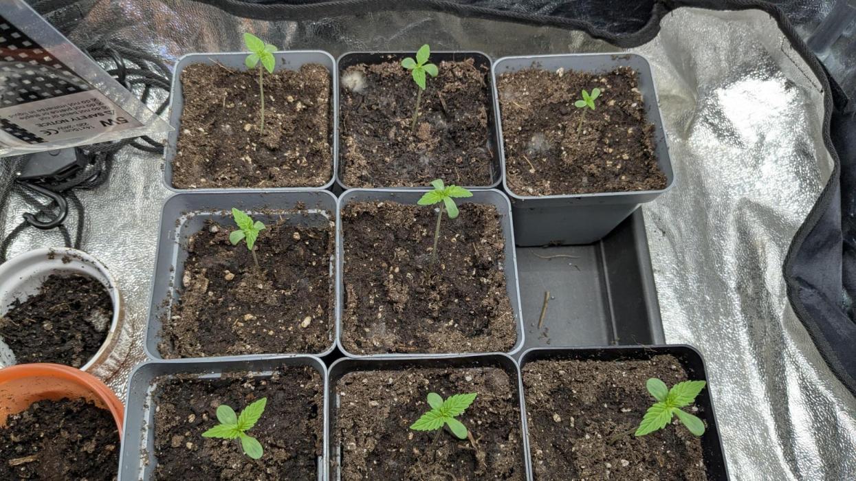 washingmachine/enemyofthestate/permanent. Week 1