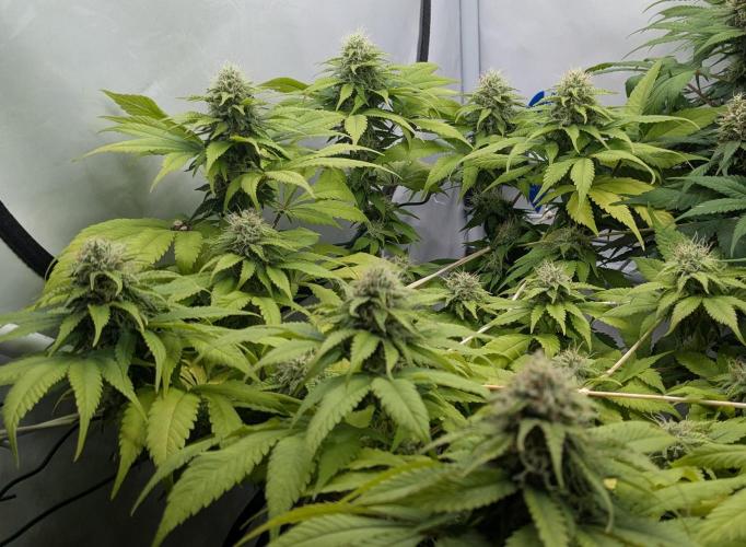 Ayahuasca purple/purple urkle/spacecooki. Week 12