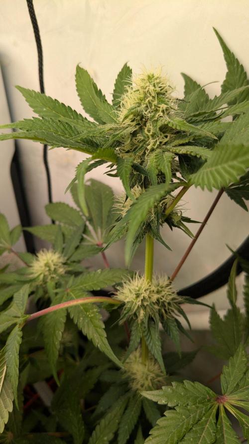 Ayahuasca purple/purple urkle/spacecooki. Week 12