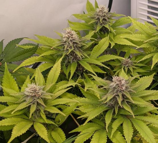 Ayahuasca purple/purple urkle/spacecooki. Week 12