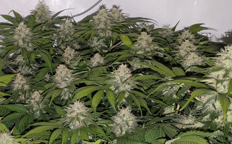 Ayahuasca purple/purple urkle/spacecooki. Week 12