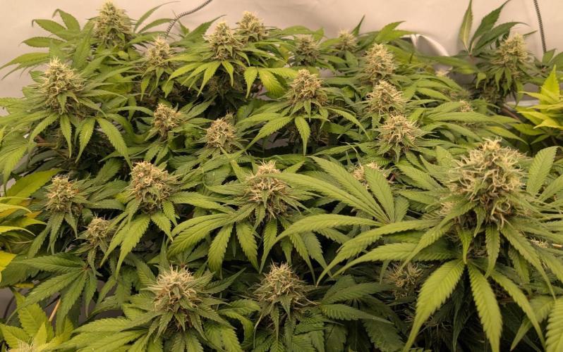 Ayahuasca purple/purple urkle/spacecooki. Week 12