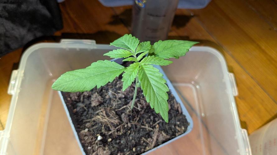 washingmachine/enemyofthestate/permanent. Week 2